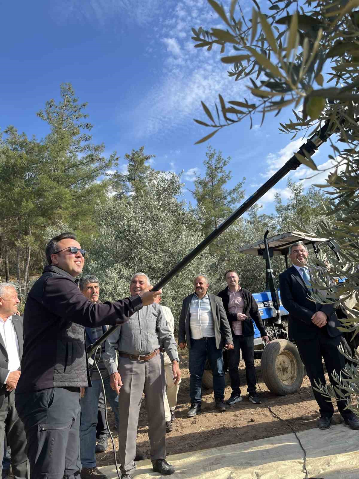 4 bin yıllık Hyllarima Antik Kentinde Zeytin hasadı