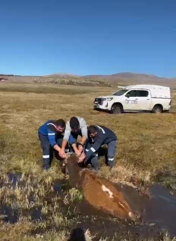 Bataklığa saplanan inek kurtarıldı