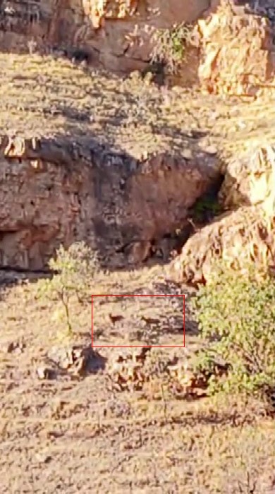 Malatya’da sürü halindeki yaban keçileri görüntülendi