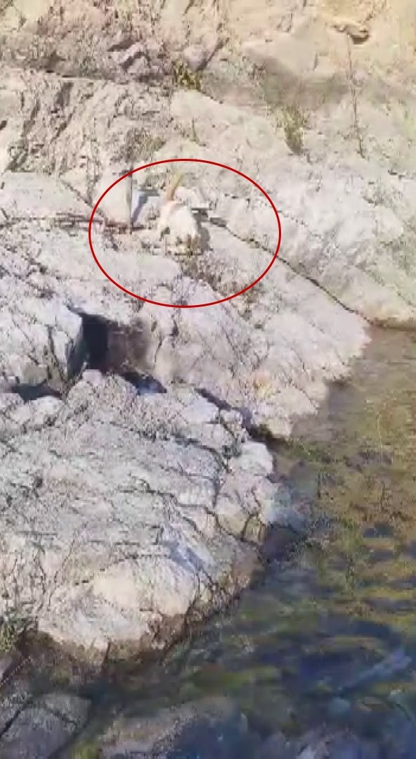 Malatya’da amatör balıkçı ile kedi arasındaki diyalog gülümsetti