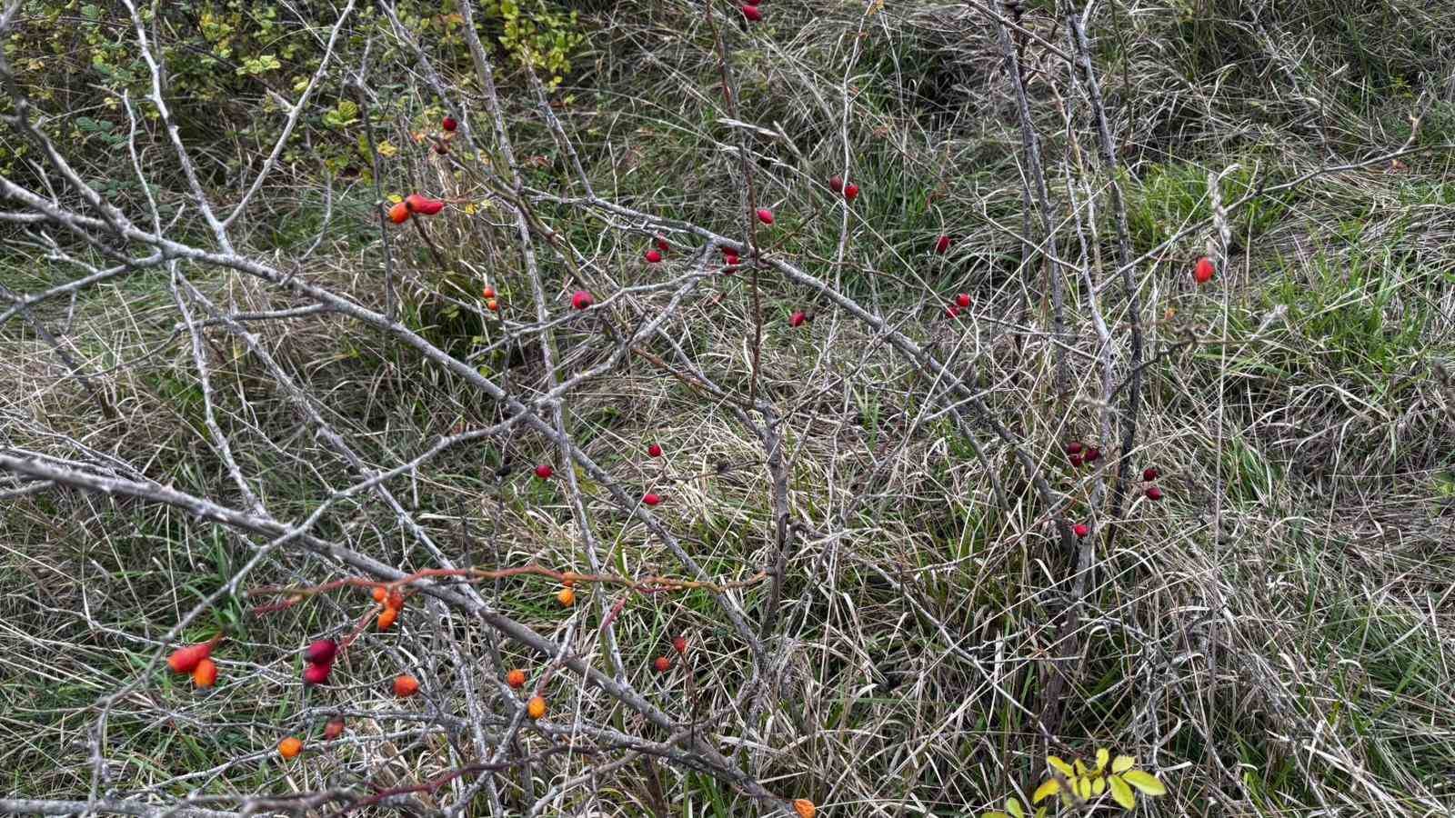 Alaplı&rsquo;da kuşburnu hasadı başladı
