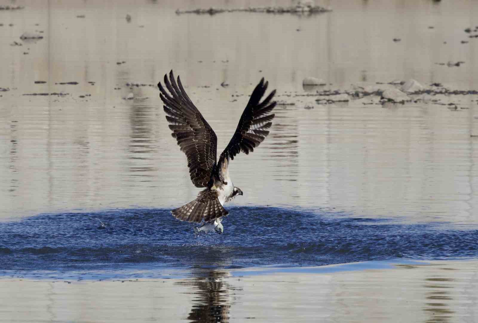 Kastamonu’da kuş fotoğrafçıları avlanan balık kartallarını görüntüledi