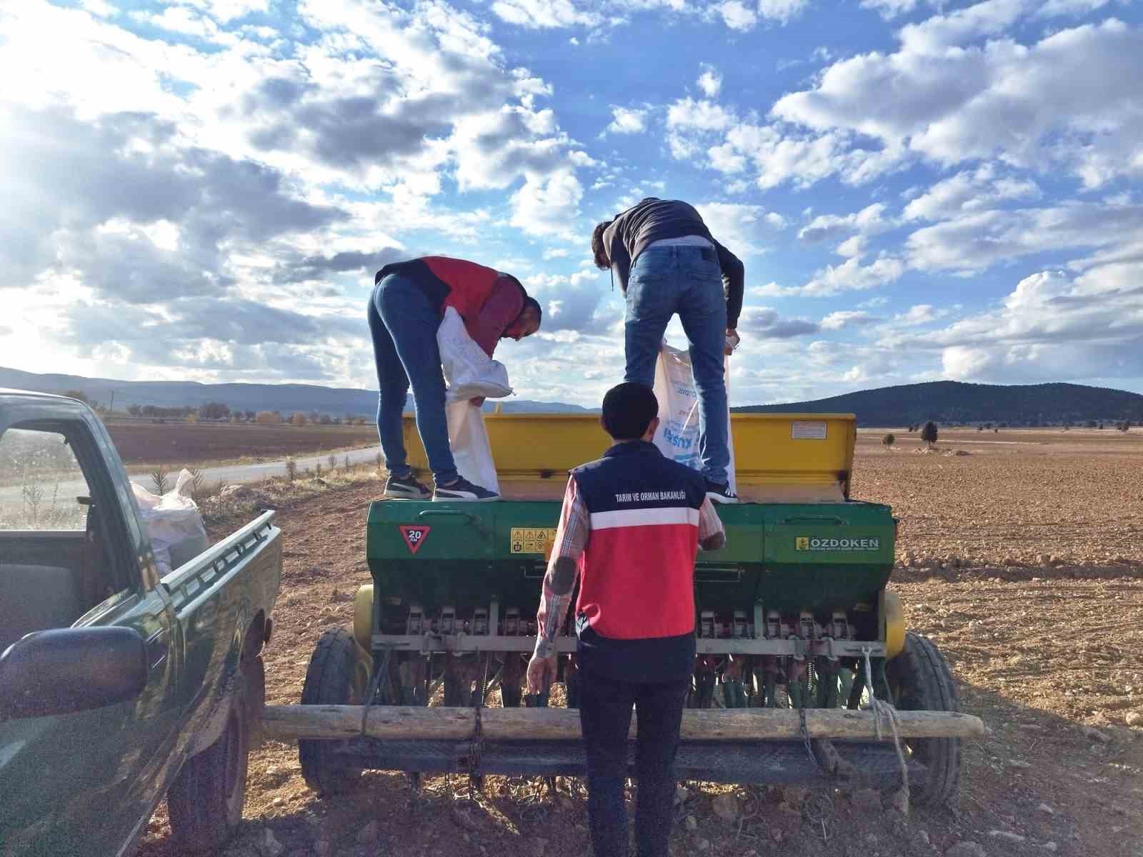 Çavdarhisar’da buğday ve tritikale tohumlarının ekimi yapıldı