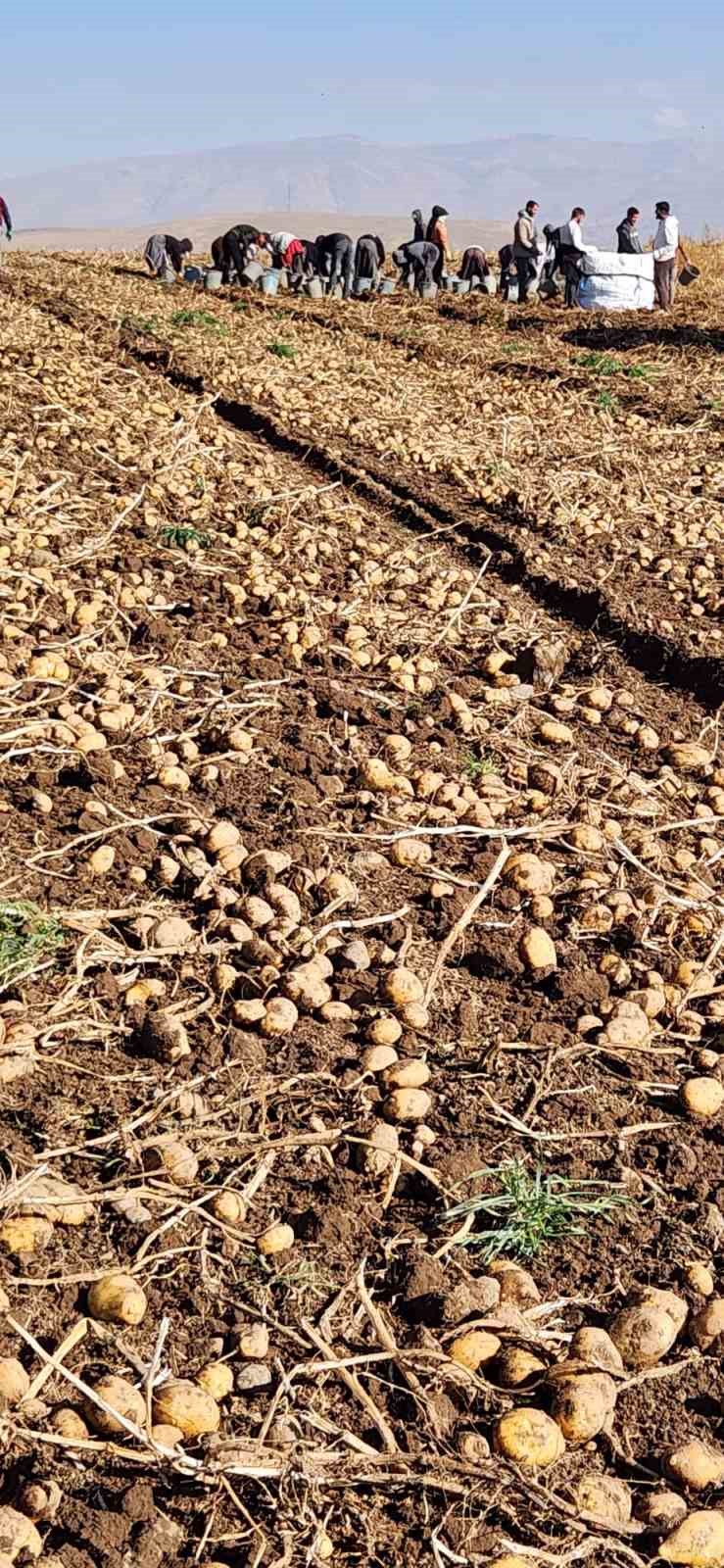 Patnos&rsquo;ta patates hasadı tamamlandı: 500 D&ouml;n&uuml;m araziden  bin 650 ton &uuml;r&uuml;n elde edildi
