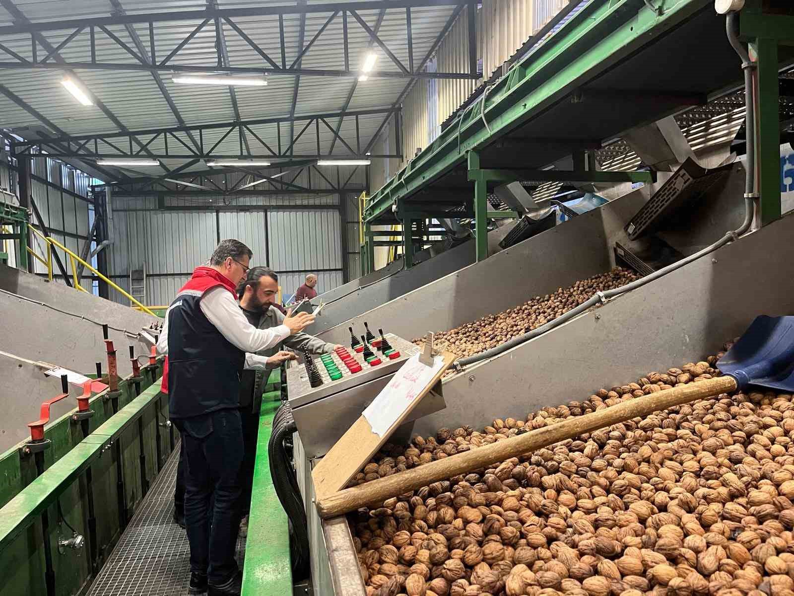 Tekirdağ’da ceviz ekim alanları genişliyor