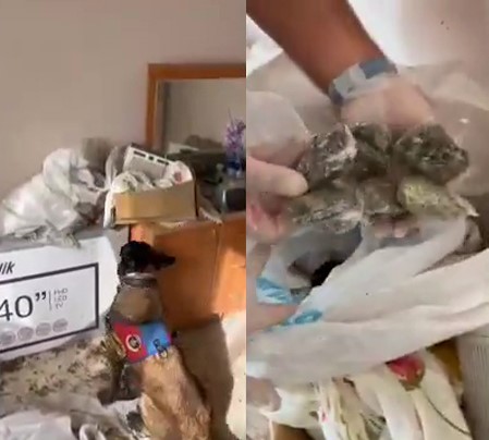 Zonguldak&rsquo;ta jandarmadan &uuml;&ccedil; ayrı narkotik operasyonu, 3 ş&uuml;pheli yakalandı
