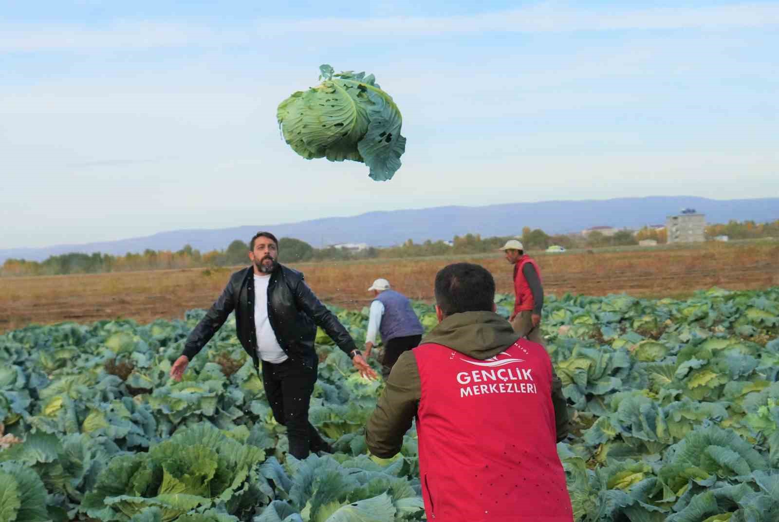 Muş Ovası’nda gönüllü gençlerden çiftçilere hasat desteği