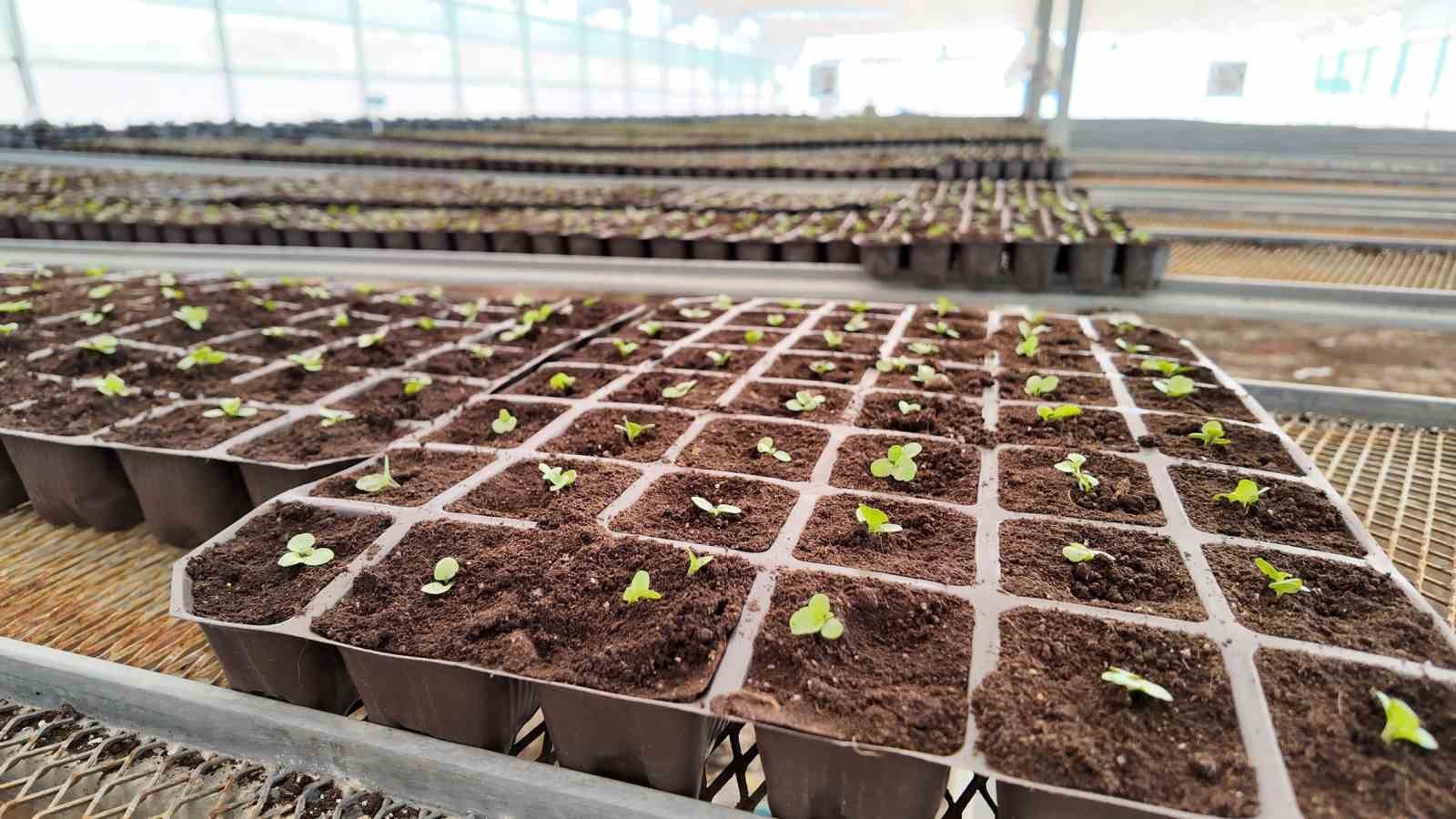 Şanlıurfa&rsquo;da 400 bin &ccedil;i&ccedil;ek toprakla buluşuyor
