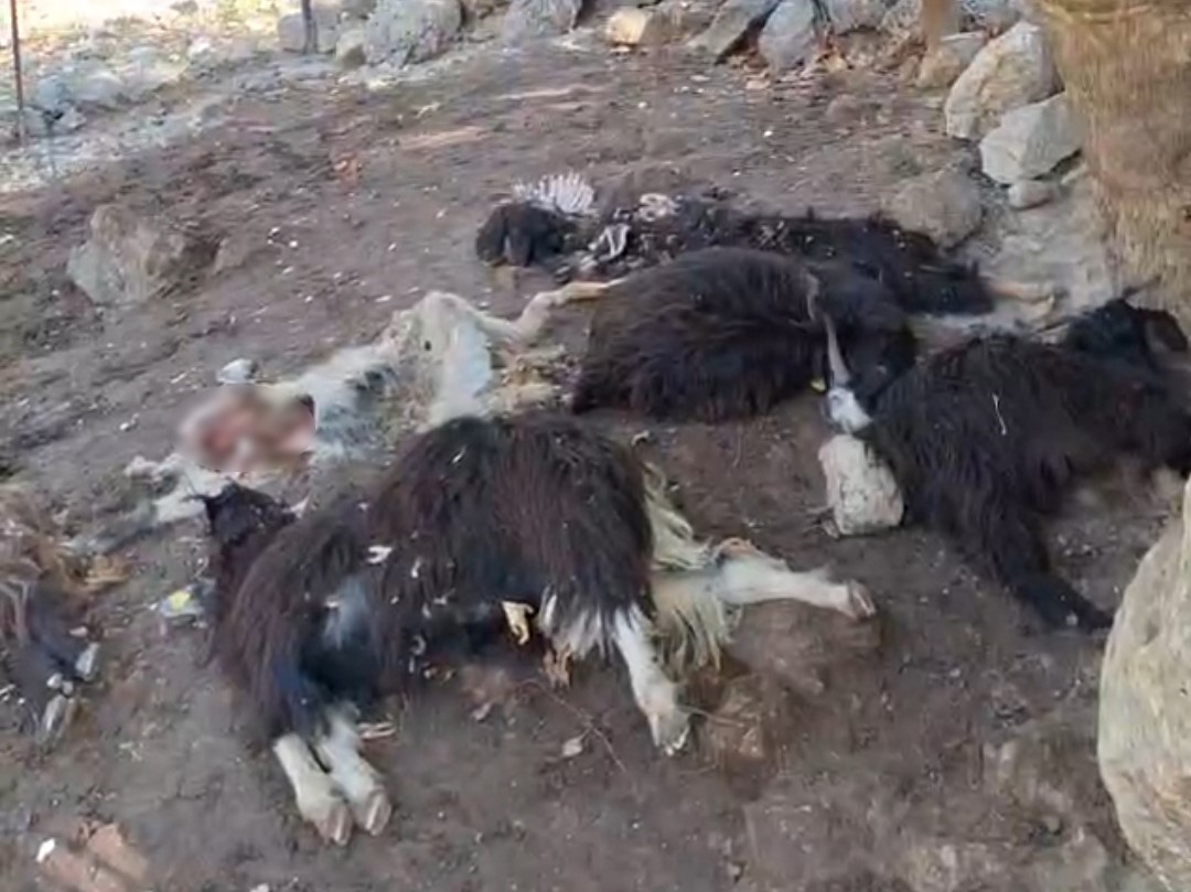 Batman’da kurt saldırısında 10 keçi telef oldu, 10’nu da yaralandı