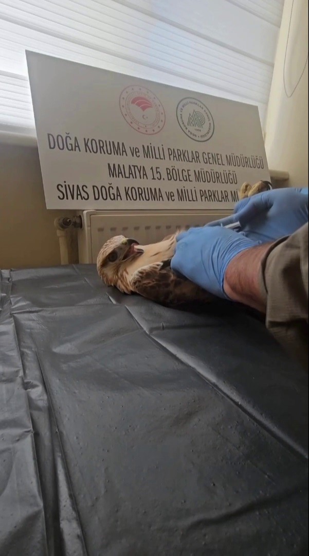 Sivas’ta bitkin halde bulunan şahin, yeniden doğaya salındı