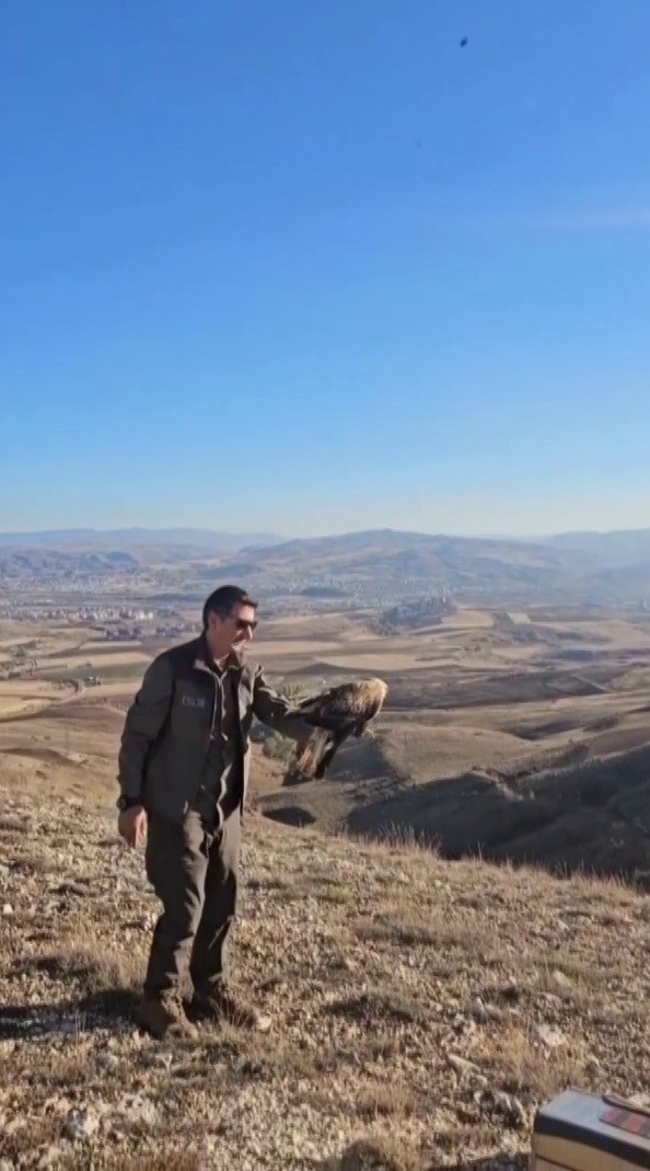 Sivas&rsquo;ta bitkin halde bulunan şahin, yeniden doğaya salındı

