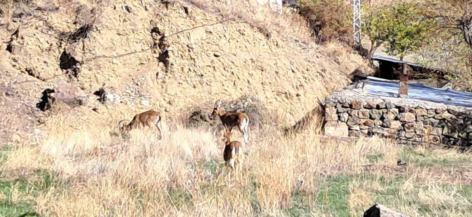 K&ouml;yde yaban ke&ccedil;ileri &ouml;zg&uuml;rce otluyor

