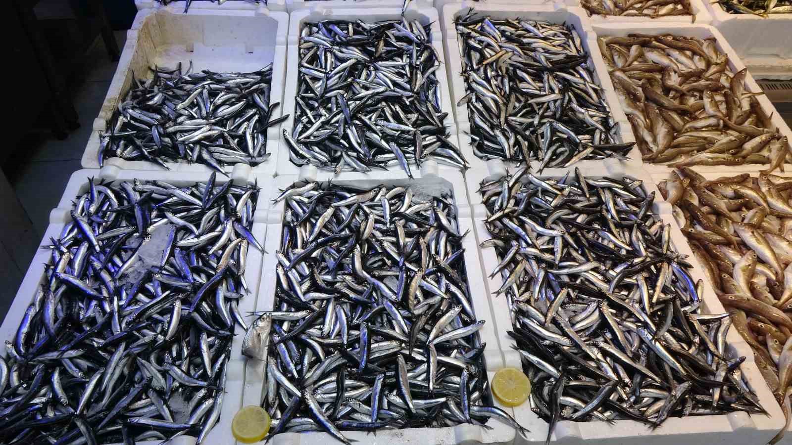 Denizdeki hamsi bolluğu ihracat rakamlarına yansımadı