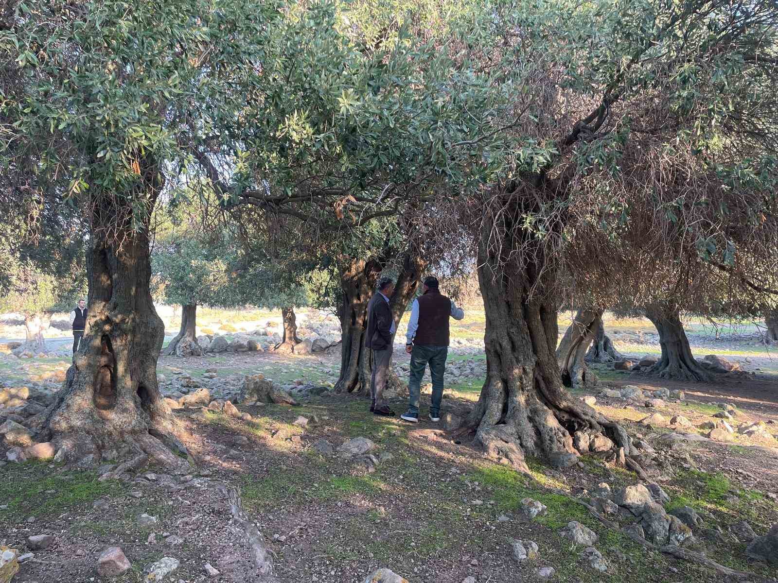 Yüzlerce yıldır İspanya ve İtalya’dan sonra sadece Gökçeada’da yetişiyor