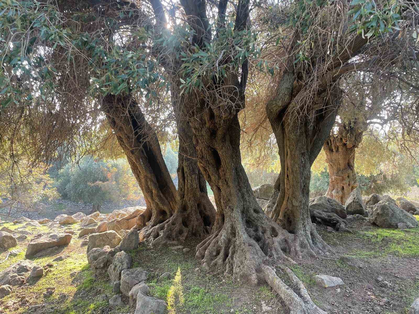 Yüzlerce yıldır İspanya ve İtalya’dan sonra sadece Gökçeada’da yetişiyor
