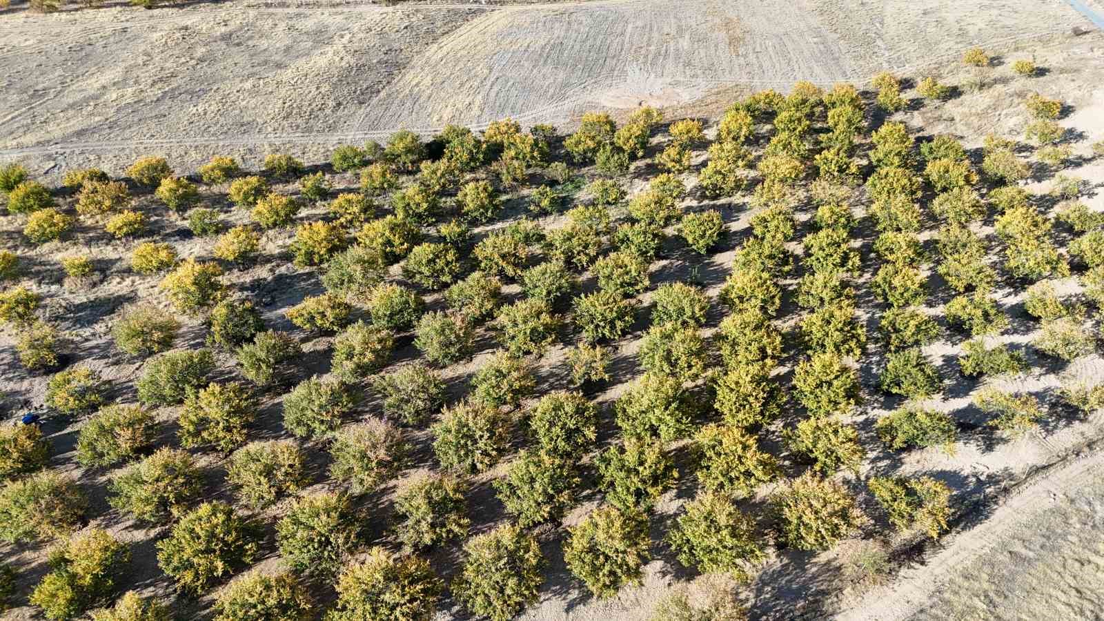 Zirai dondan etkilenen kayısı ağaçları gelecek yıl için umut veriyor