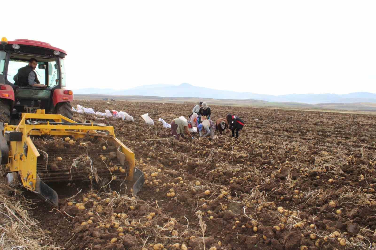 Tercan Ovası’nda kışlık patates bereketi