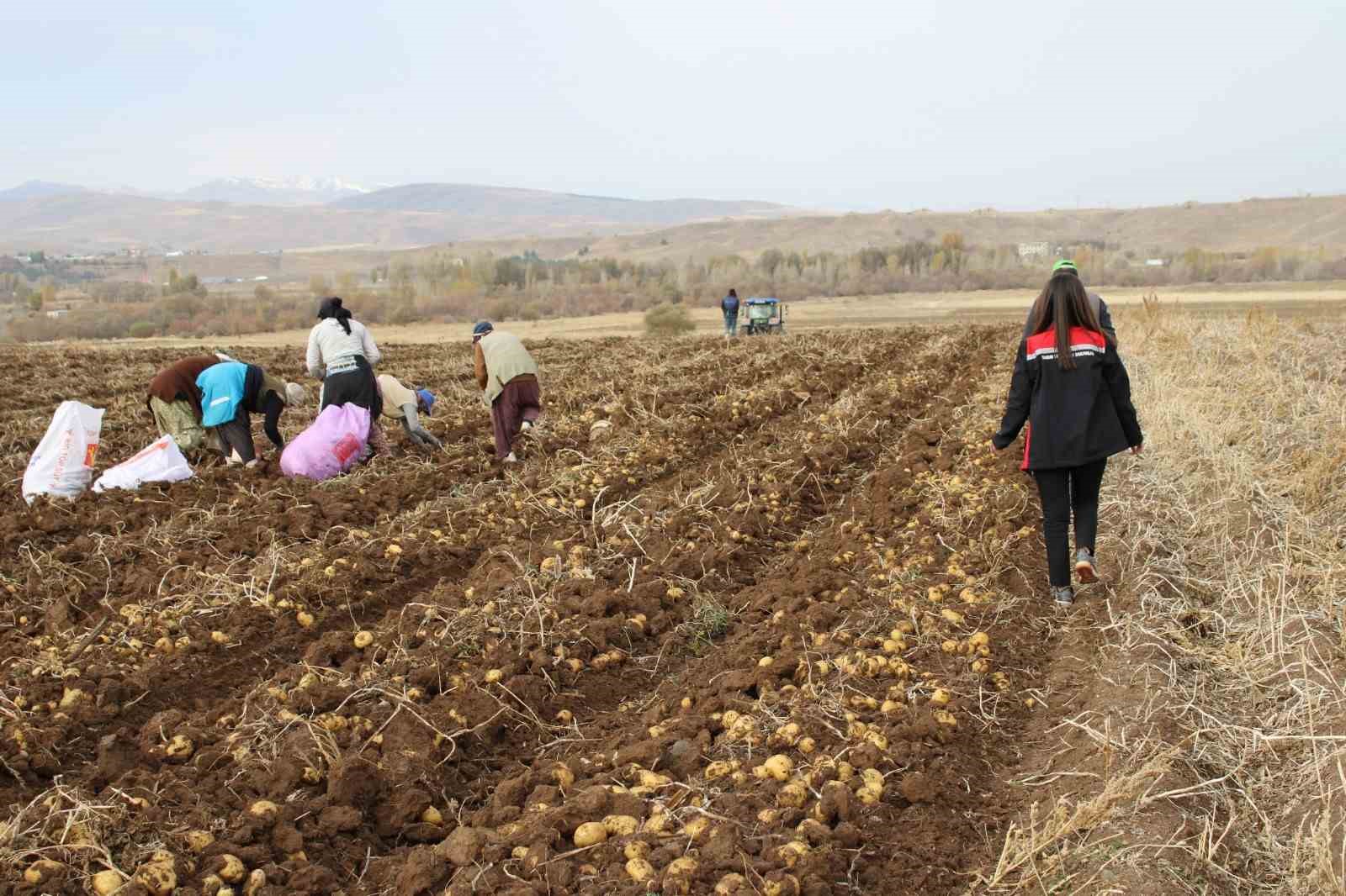 Tercan Ovası’nda kışlık patates bereketi