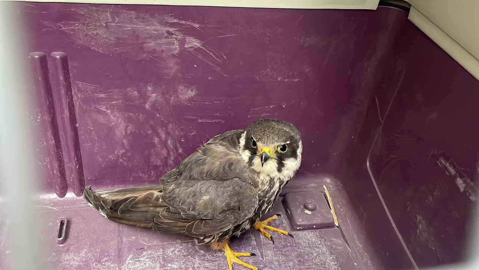 Karaman’da yaralı doğan koruma altına alındı