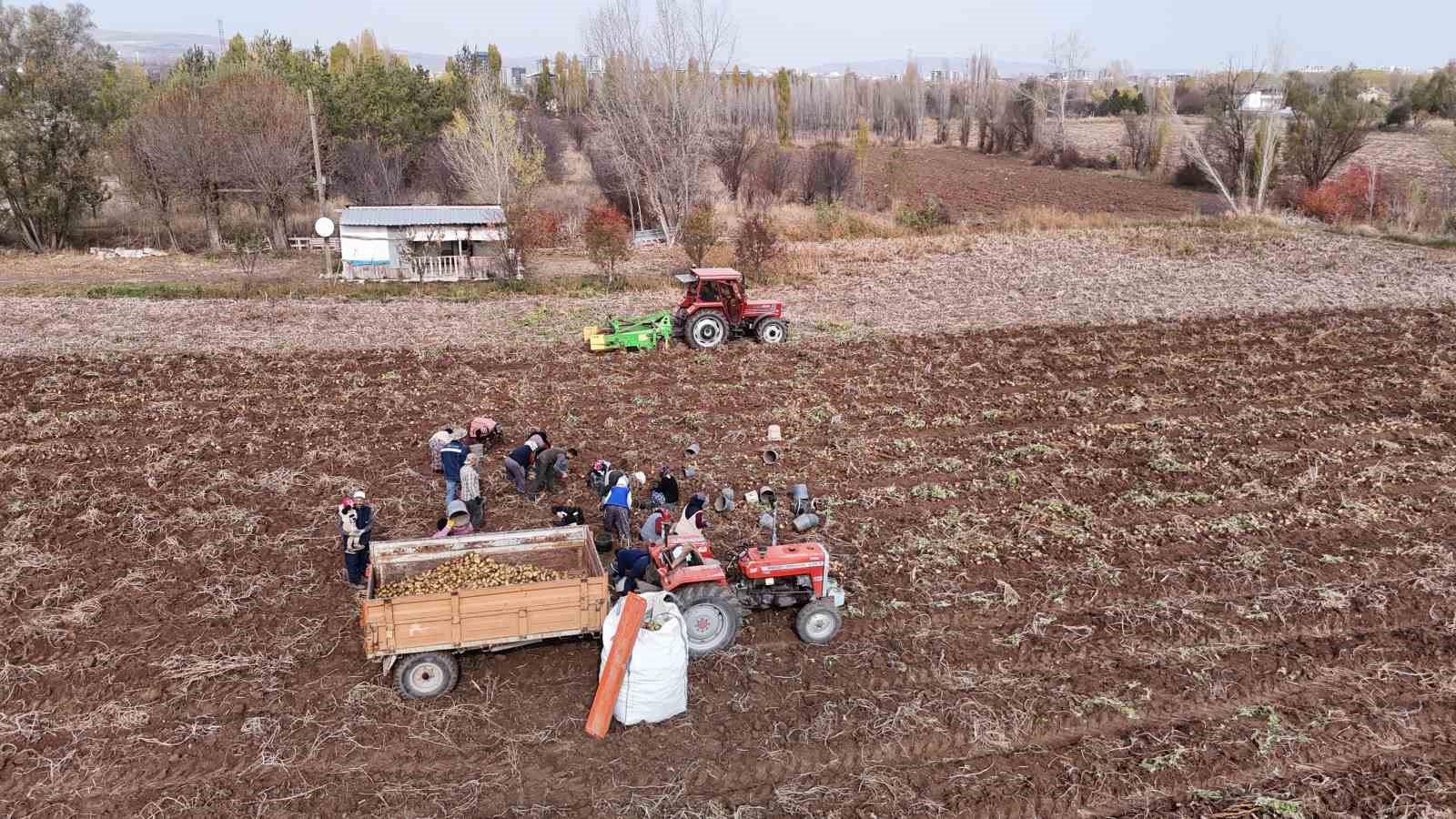 T&uuml;rkiye&rsquo;de sezonun son patatesleri Sivas&rsquo;ta s&ouml;k&uuml;l&uuml;yor
