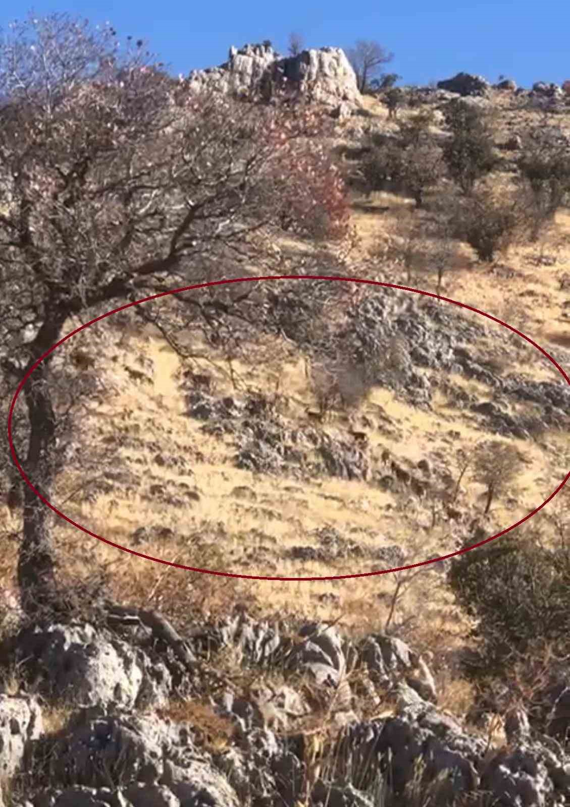 Diyarbakır’da dağ keçileri sürü halinde görüntülendi