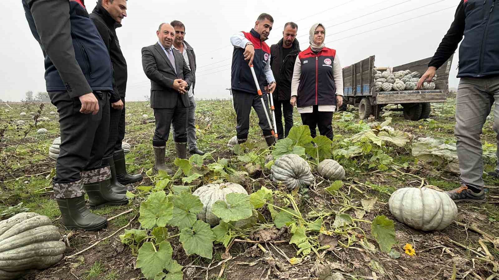 Coğrafi işaretli kestane kabağı hasadı başladı