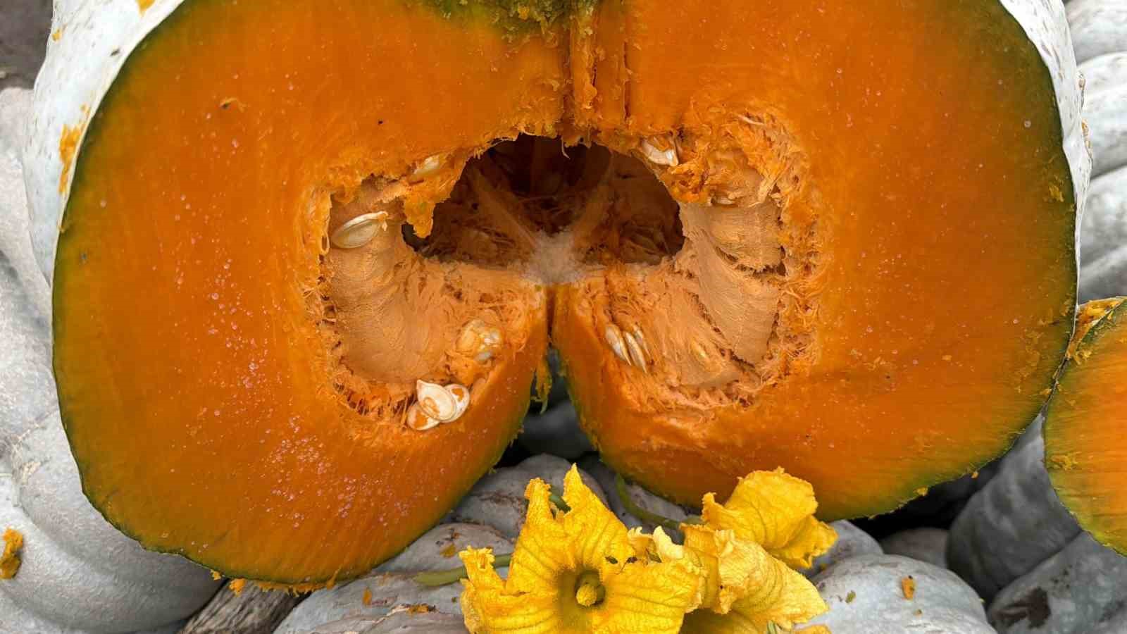 Coğrafi işaretli kestane kabağı hasadı başladı
