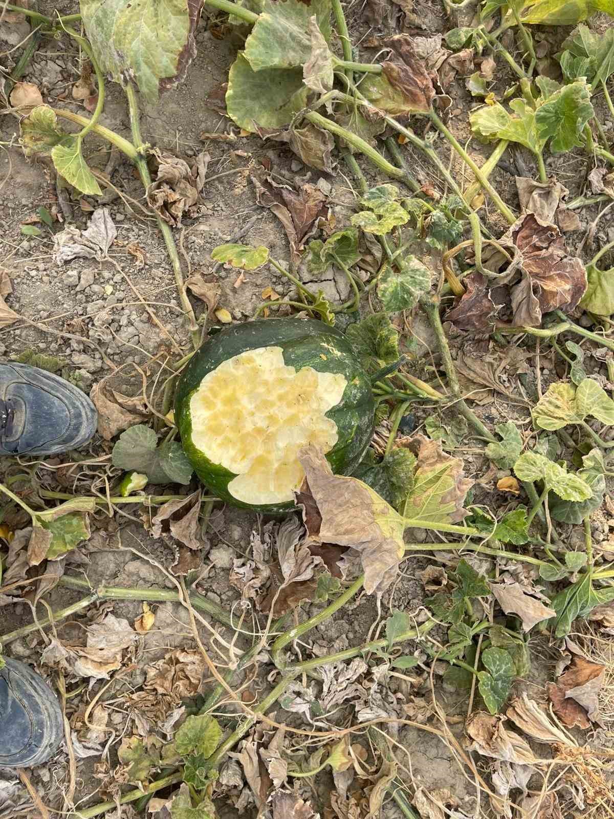 Elazığ’da bahçeler domuzlarının istilasına uğradı