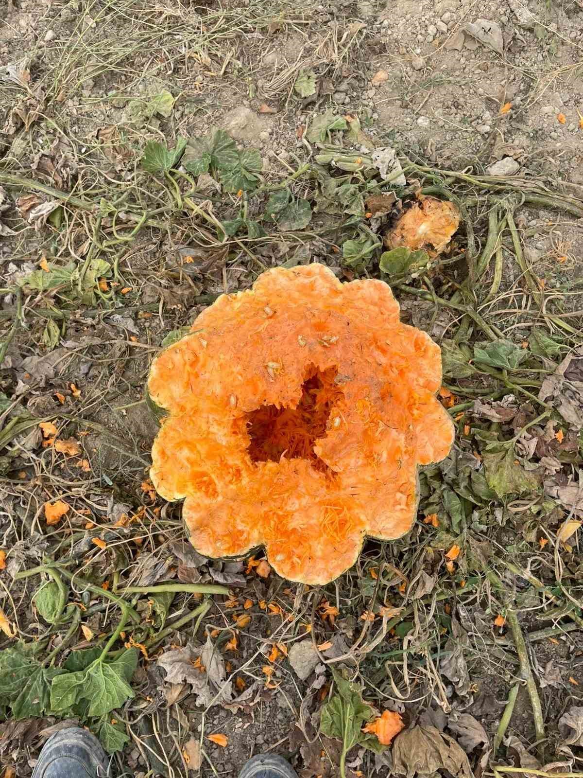 Elazığ&rsquo;da bah&ccedil;eler domuzlarının istilasına uğradı
