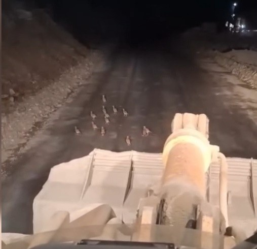 Keklik yavrularını fark edince çalışmasını durdurdu