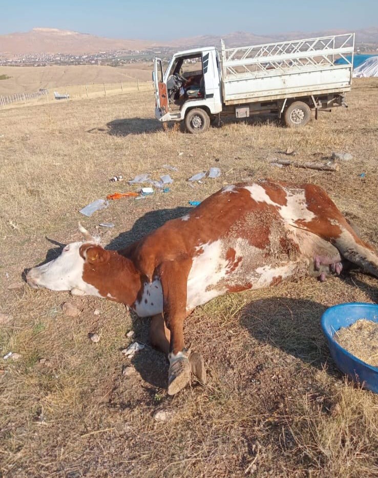 Elazığ&rsquo;da şap hastalığı ve &ouml;l&uuml;mler &uuml;reticiyi zorluyor

