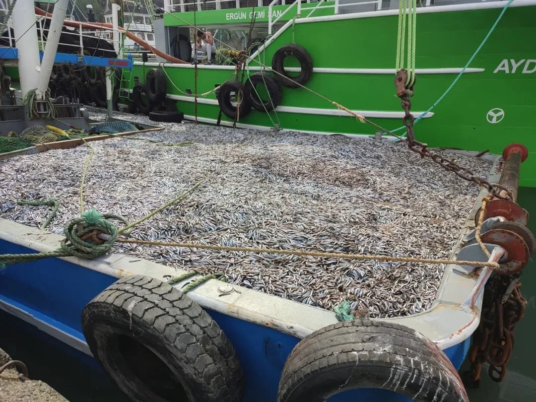 Sinop’ta hamsi denetimleri