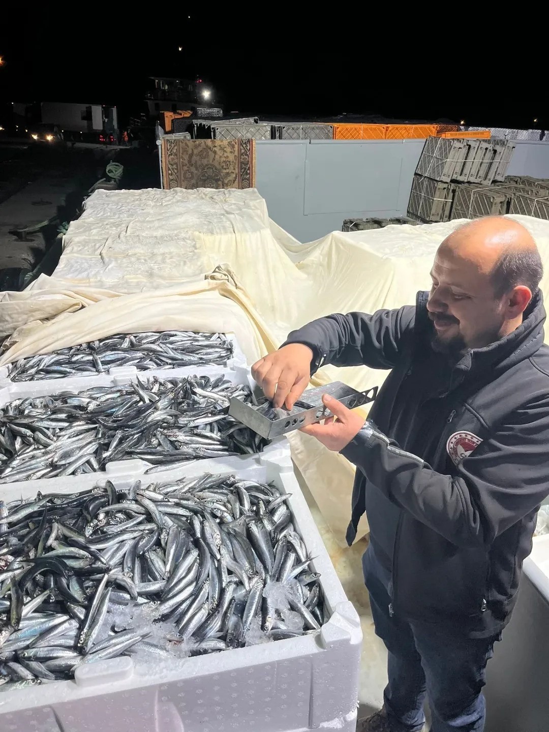 Sinop’ta hamsi denetimleri
