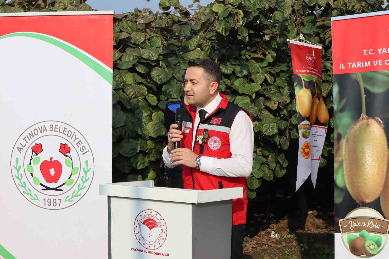 Yalova’nın coğrafi işaretli meyvesi kivide hasat sevinci