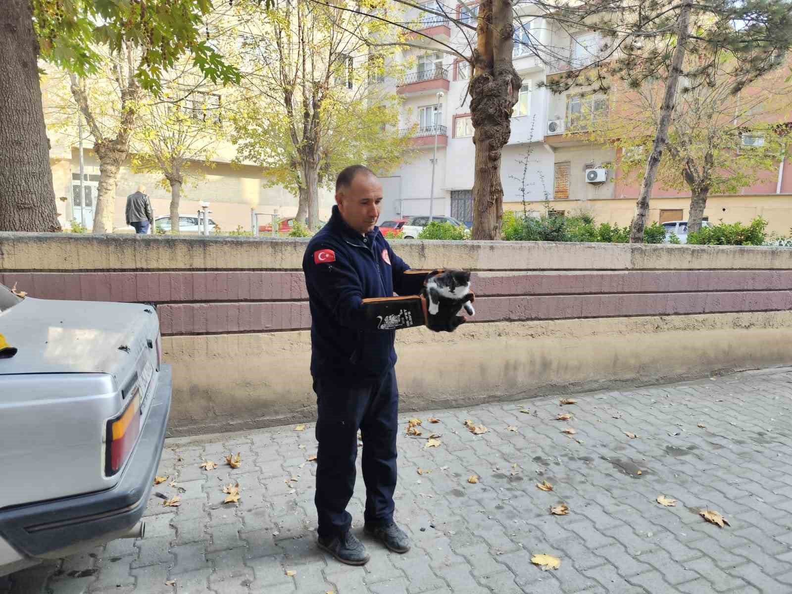 Ağaçta mahsur kalan kedi itfaiyeyi seferber etti