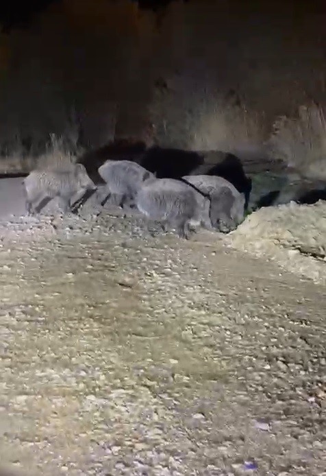 Bayburt&rsquo;ta gece yarısı domuz paniği: "Geliyorlar" diyerek ka&ccedil;tılar
