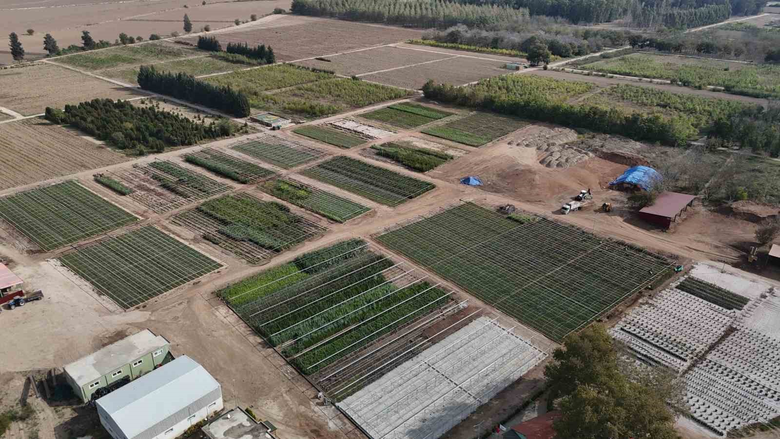 Yanan ormanlar üretilen milyonlarca fidanla yeşerecek