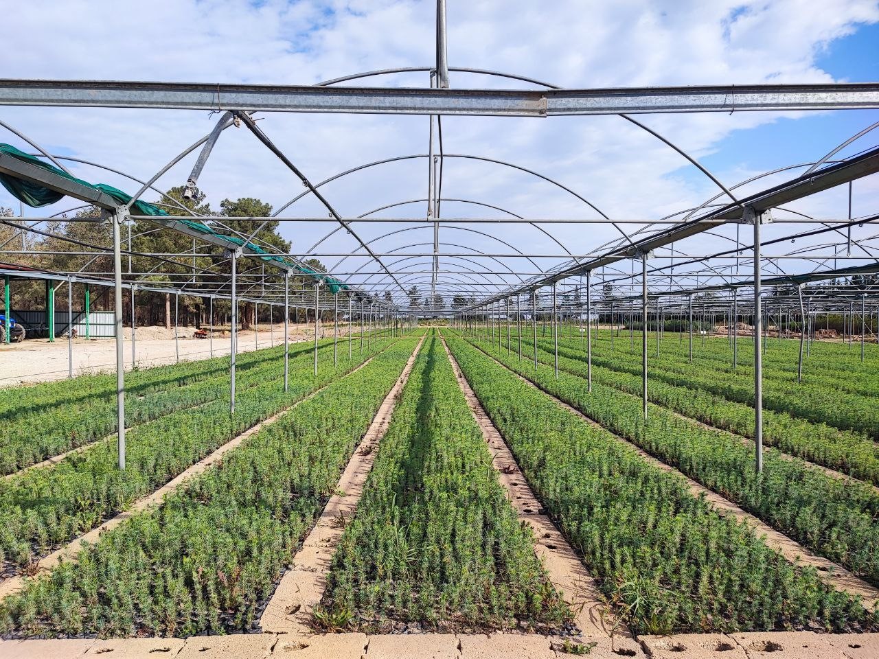 Yanan ormanlar &uuml;retilen milyonlarca fidanla yeşerecek
