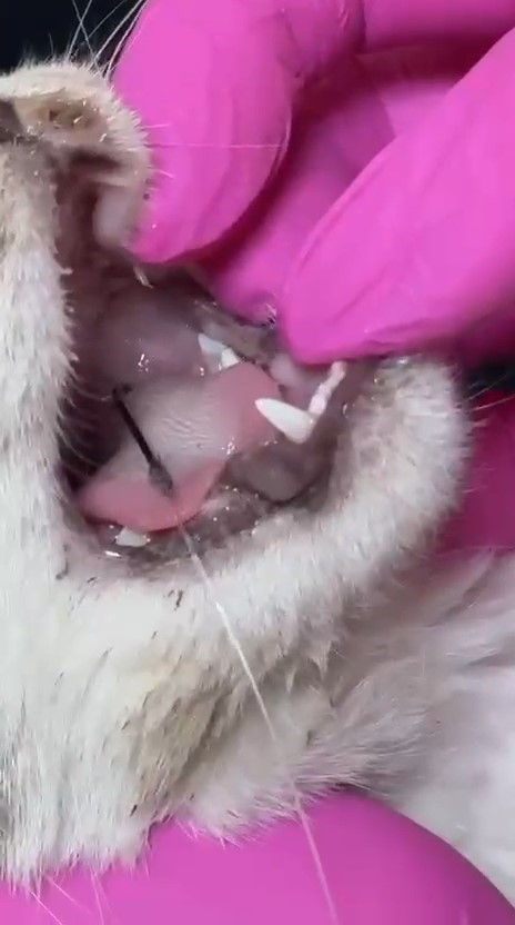 Balık artıklarını yemek isteyen kedinin ağzı ve ayağına olta kancası battı