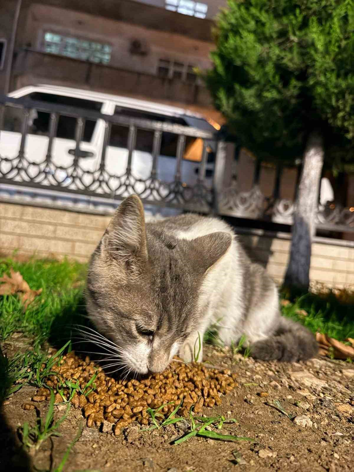 Balık artıklarını yemek isteyen kedinin ağzı ve ayağına olta kancası battı