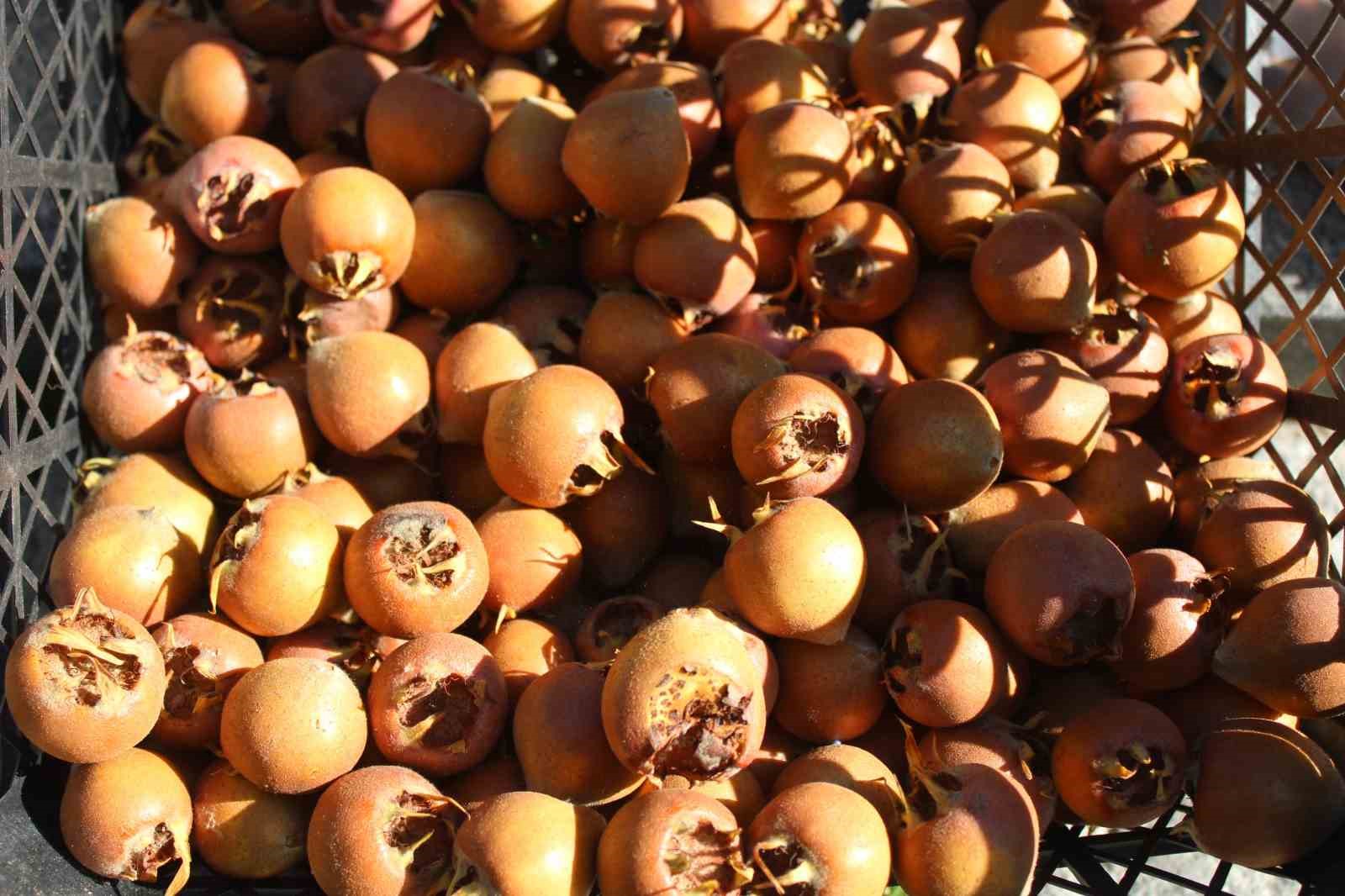 Aydın dağlarından gelen lezzet beşbıyık meyvesi tezgahlarda yerini aldı
