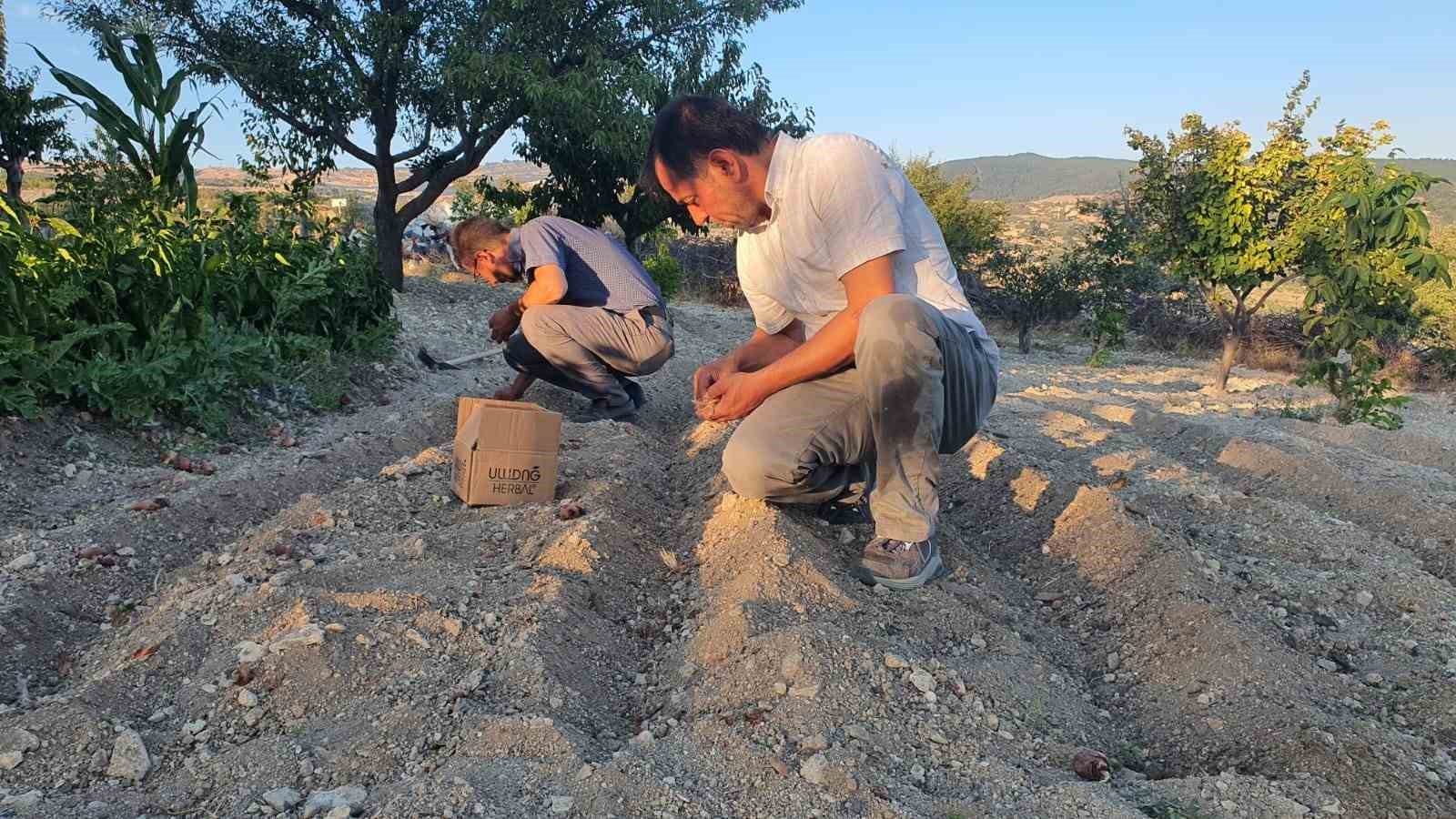 Demirci’de safran çiçeği yetiştirildi