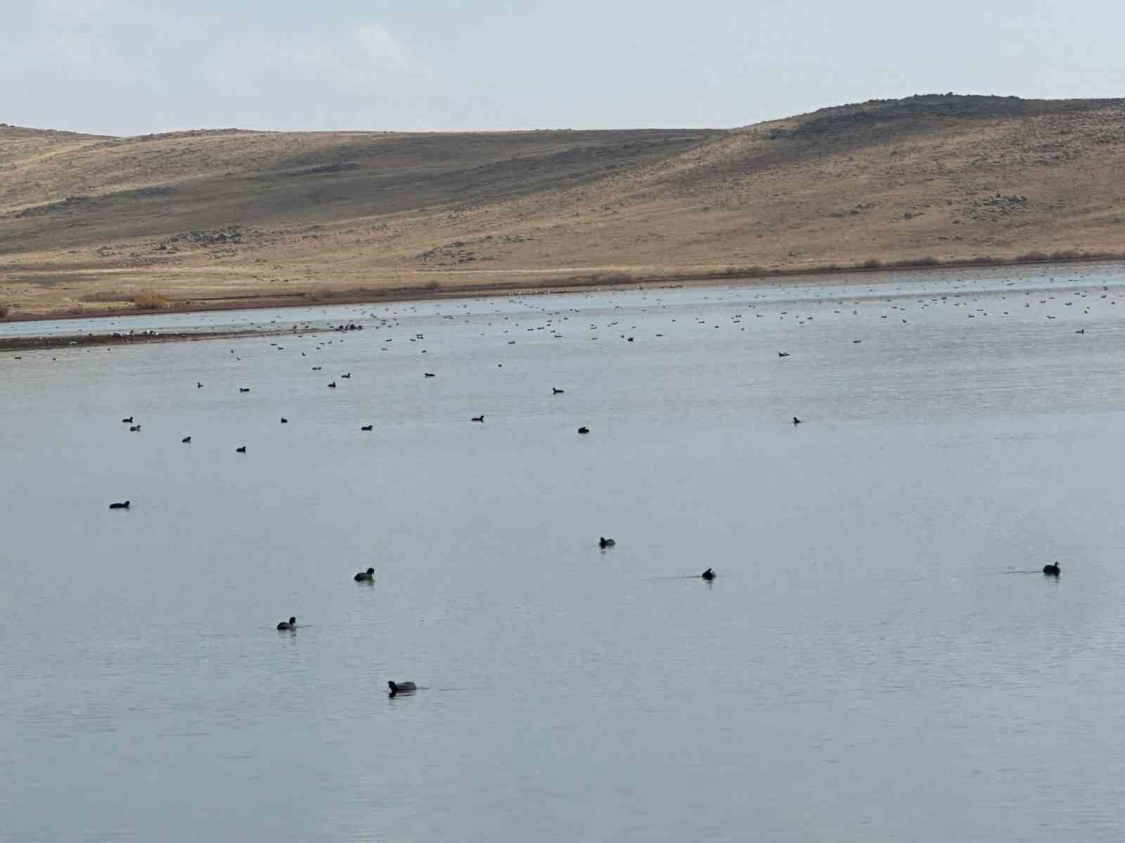 K&ouml;yceğiz G&ouml;leti&rsquo;nde yaban &ouml;rdeklerinden g&ouml;rsel ş&ouml;len

