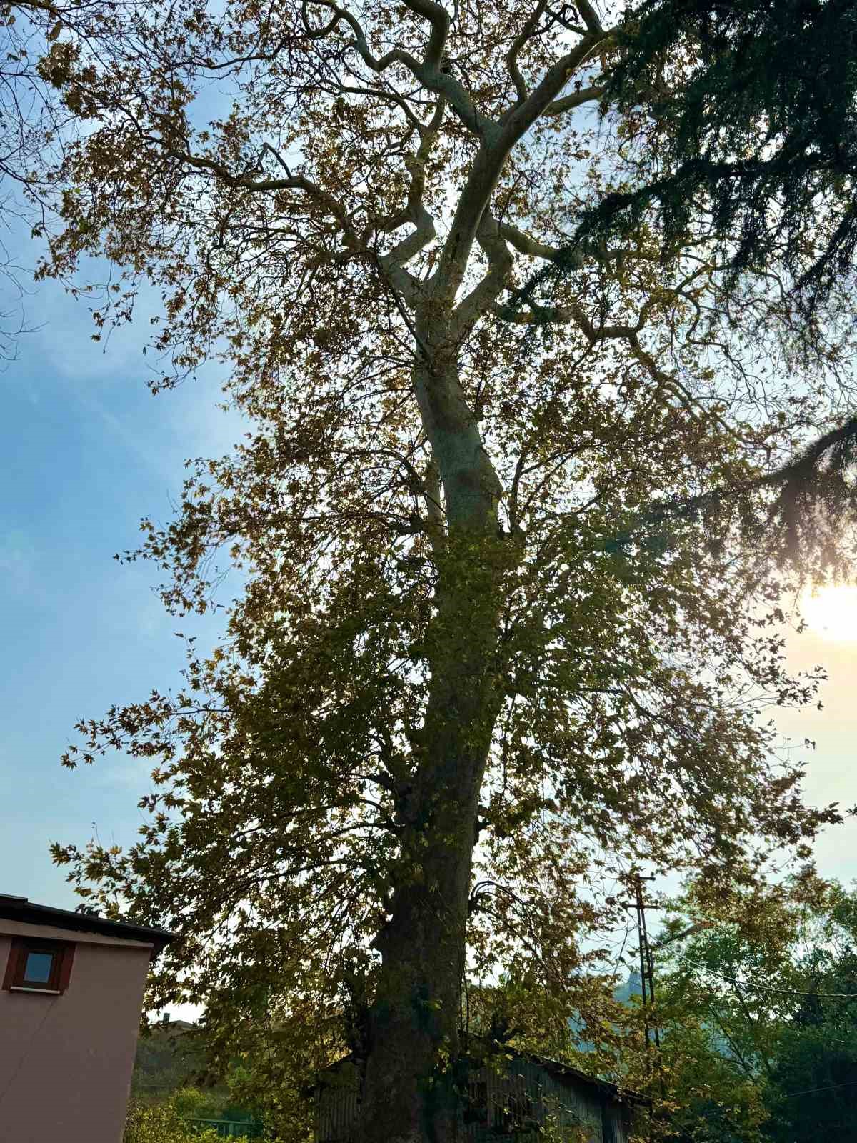 Asırlık çınar ağacının koruma altına alınması bekleniyor