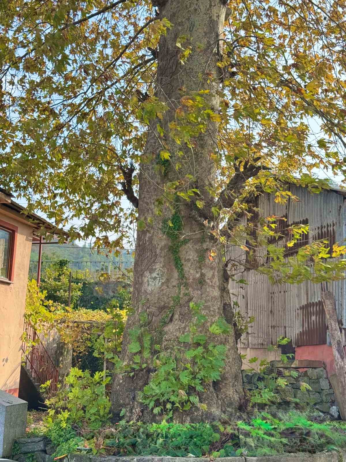 Asırlık çınar ağacının koruma altına alınması bekleniyor
