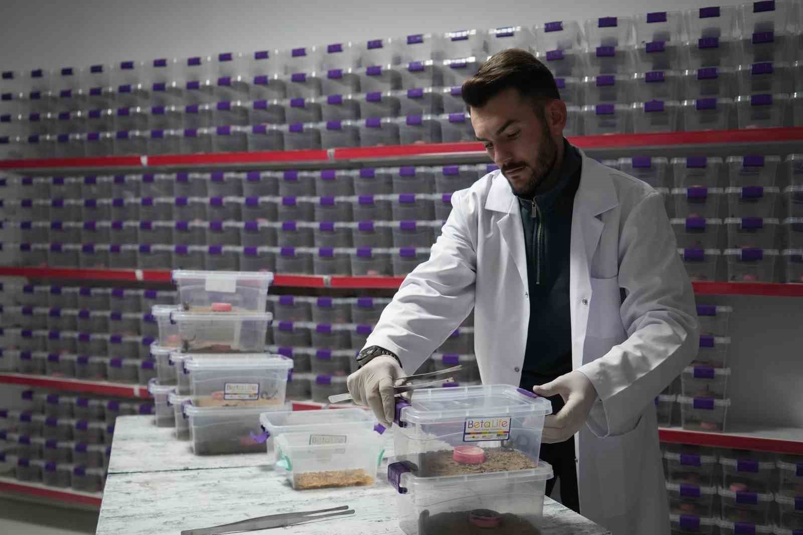 Niğde’den dünyaya ’akrep zehri’ ihracatı