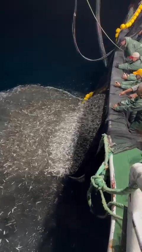 Çanakkale’de balıkçılardan örnek avcılık, yavru balıkları denize geri saldı