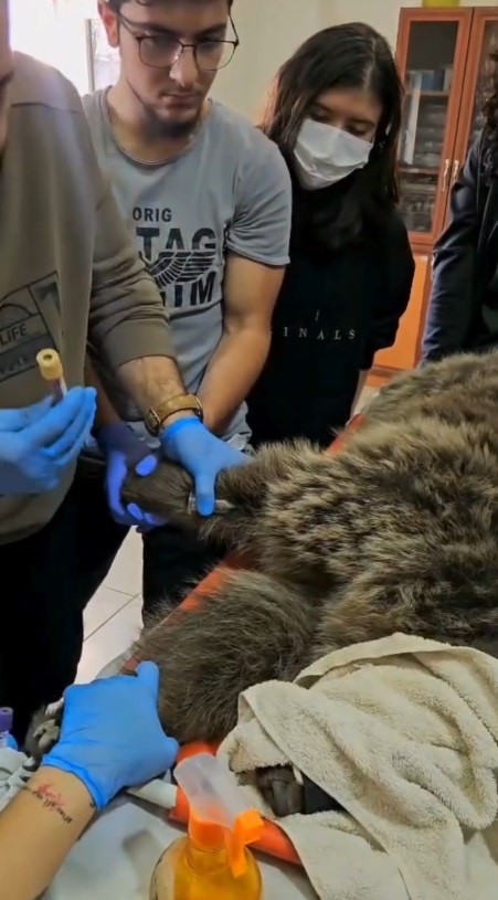 Kars’ta yaralı bozayının tedavisi yapılıyor