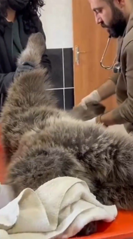 Kars&rsquo;ta yaralı bozayının tedavisi yapılıyor
