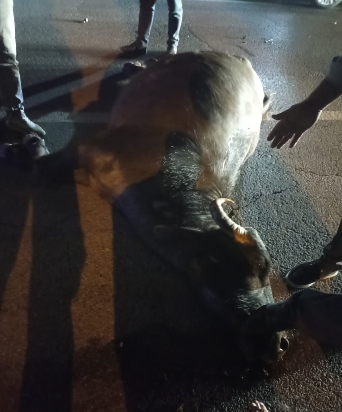 Bitlis’te ambulans mandaya çarptı